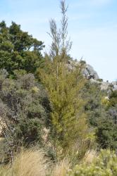 Image: P.B. Heenan © Landcare Research 2015 